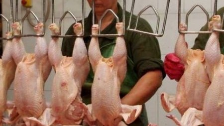  Nazirlikdən broyler toyuqları ilə bağlı AÇIQLAMA