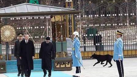 Ərdoğanın Berdimuhammedovla görüşünə “qatılan” it – FOTO 