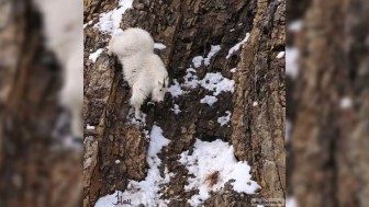 Vətənsiz “alpinistlərin” keçi xəstəliyi