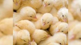 Göygöldə kəndlinin 400 cücəsi tüstüdən boğuldu