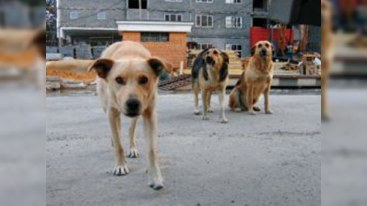 Azərbaycanda sahibsiz itlərlə bağlı vacib tədbir görüldü