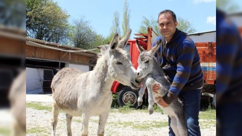 Eşşək südünə tələbata görə ferma yaradıb