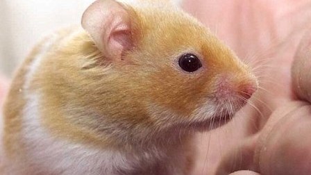 Hamsteri dişləyib öldürən müəllim onu yedi 