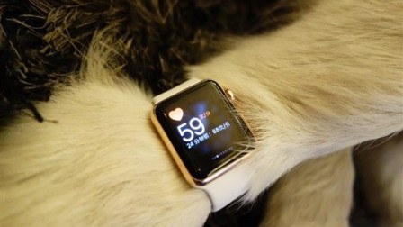 Milyarderin oğlu itinə Apple saatı bağışlayıb – FOTO