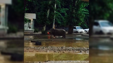 Tiflisdə təbii fəlakət: 10 nəfər ölüb, vəhşi heyvanlar Zooparkdan qaçıb