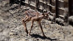 Tbilisi zooparkında azərbaycanlı maral “gəlin” bala doğub
