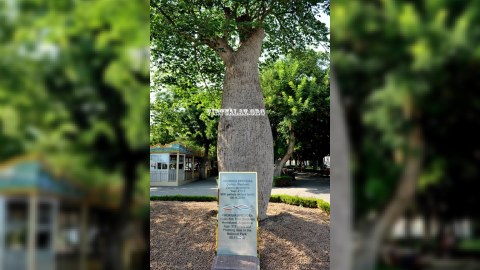 Bulvardakı ağacları çıxarıb apardılar