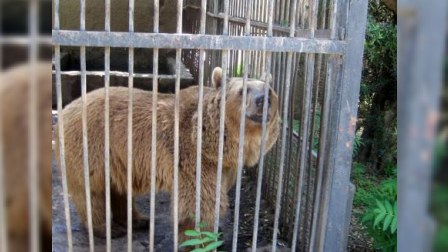 Bakı zooparkında yeniliklər olacaq - AÇIQLAMA