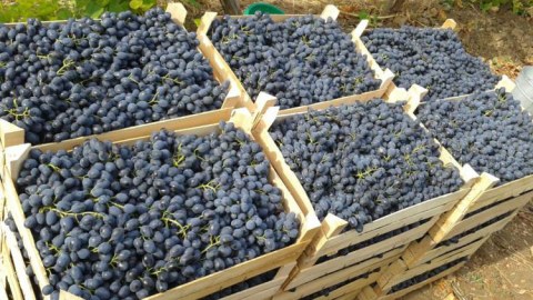 Erməni fermerlər Yerevan-Ararat yolunu bağladılar