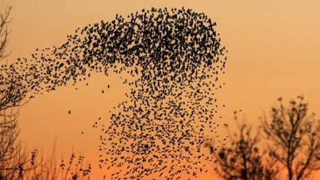 Azərbaycanda təbiət hadisəsi baş verib