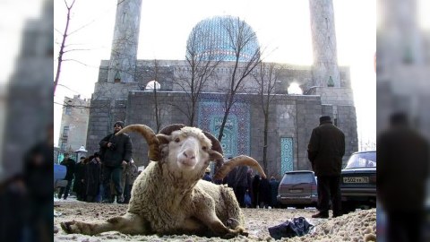 Qurban bayramı ilə bağlı selfi qadağası 
