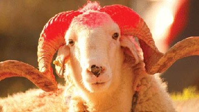  Qurban bayramı qeyd olunur