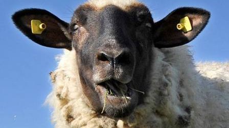 Qurbanlıq qoyun qaçdı 