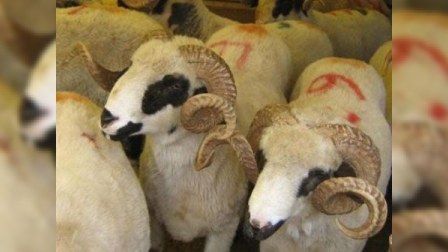 Bakıda qurban kəsənlərin sayı azaldı 