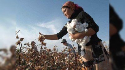 Baş nazirin səfərinə özbəkləri yığılan pambığı yerinə yapışdırmağa məcbur etdilər