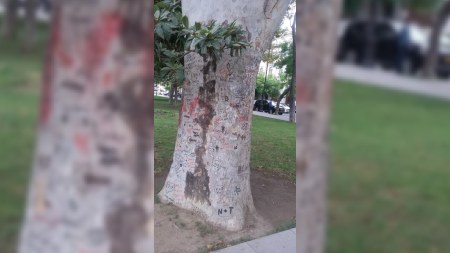 Bakıda ağacı“ yazı taxtası”na döndərdilər - FOTOLAR