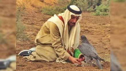 Ərəb şeyxlərini Azərbaycanda ova aparan şəxs cəzalandırılıb - AÇIQLAMA