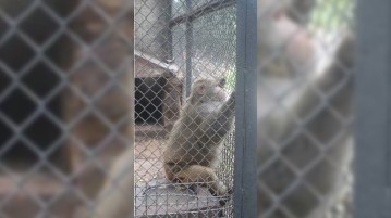 Bakı Zooparkında heyvanlara “aclıq günü” elan edilib - REPORTAJ 