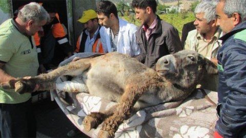Yaralanan eşşəyi xərəklə apardılar