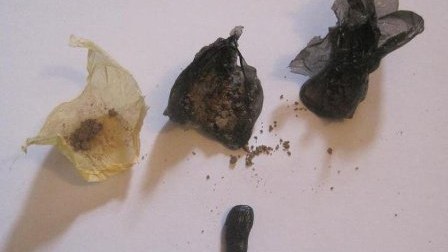 Toyuğun içində türməyə heroin keçirtmək istədi - Bakıda