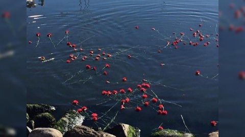 Bakı sakinləri həlak olmuş neftçiləri anırlar - FOTOLAR