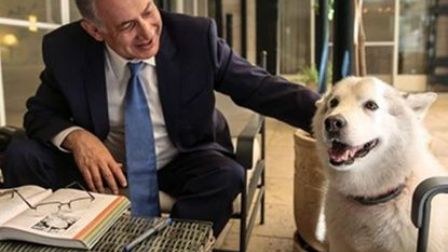 Baş nazirin iti qonaqları dişlədi