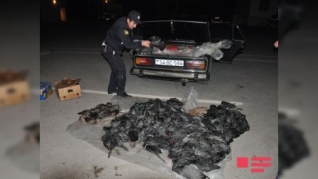  Qanunsuz ovlanan 287 çöl quşu götürülüb  
