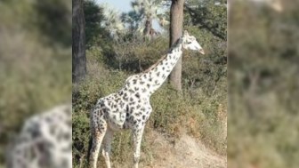 Dünya faunasında yeni tapıntı – FOTO