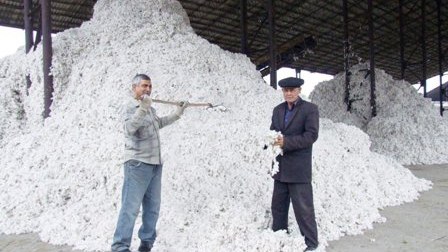 Pambığın satınalma qiyməti artırılacaq