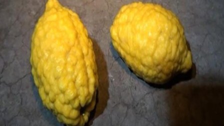  Tovuzda 2 kiloqramlıq limon yetişdirilib- Foto