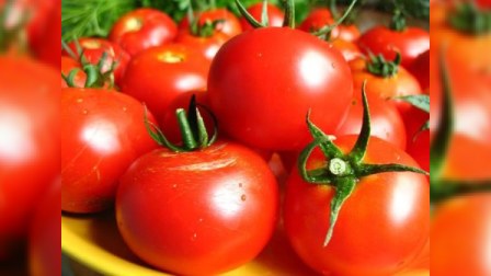 Azərbaycana pomidor idxalında heç bir artım olmayıb - Dövlət Xidməti 