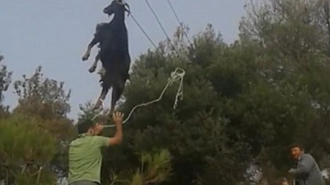 Keçi telefon xəttindən asılı qaldı - FOTO