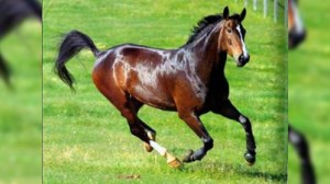 Qarabağ atının izi ilə…
