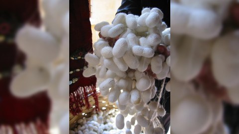 Azərbaycanda baramaçılara pulsuz  ipəkqurdu paylandı 