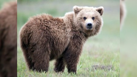 Zooparkın direktoru: “Bakıda tapılan ayı balası bizim deyil”