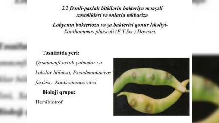  Türkiyədən ölkəmizə gətirilən lobyada xəstəlik aşkarlanıb