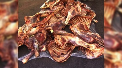 Əhaliyə satılan at əti aşkarlandı