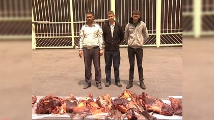 1 tona yaxın at əti satmaq istəyənlər tutuldu - Dəhşətli FOTOLAR