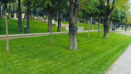 Azərbaycanda parklardakı çəmənliklərə girmək niyə qadağandır...