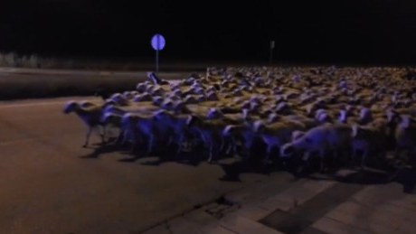 Yatmış çobanın 1000 baş qoyunu qaçdı - FOTO