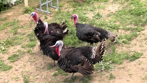 4 hinduşkaya komissiya sədri olmaq istəyir