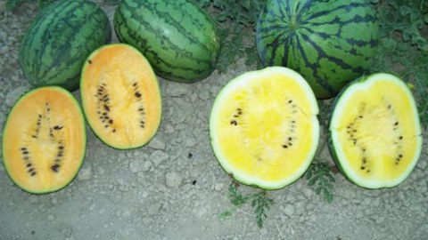 Rəsmi qurumlar sarı qarpızdan ehtiyatlı olmağa ÇAĞIRDILAR  
