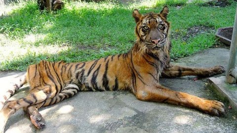 Zooparkda 50-dən artıq heyvan aclıqdan &ouml;ld&uuml;