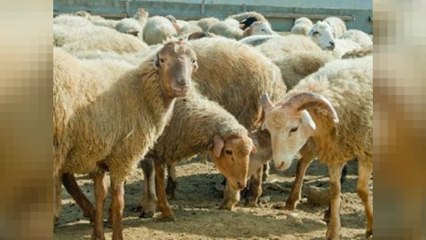 &ldquo;Bu dəfə Qurban varlıların bayramı olacaq - kasıblar bir tikə ətə m&ouml;htac qalacaq&rdquo;