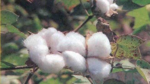Kənd Təsərrüfatı Nazirliyi: Yağış pambıq yığımına əngəllər yaradıb  