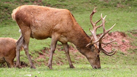 Azərbaycanda &ldquo;maral dələduzluğu&rdquo; və maral əti biznesi.. - Maraqlı STATİSTİKA  