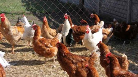 İrandan diri quş idxalı qadağan olundu - SƏBƏB