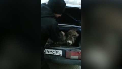 Eşşəyini avtobusla Moskvaya aparmaq istədi