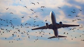 ABŞ təyyarə təhl&uuml;kəsizliyi ilə bağlı 70 min quşu məhv edib