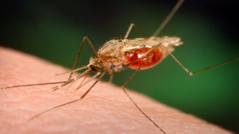  Azərbaycanda malyariya xəstəliyinin 5 geniş miqyaslı epidemiyası baş verib 
